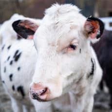 Cows at Green Chimneys