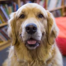 Golden Retriever Service Dog