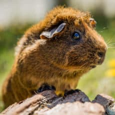 Green Chimneys guinea pig