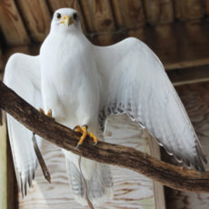 gyr