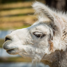 Profile image of llama Alexa