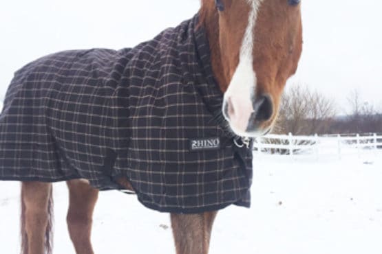 Bear the horse in his winter coat.