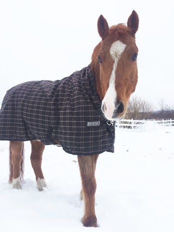 Bear the horse in his winter coat.