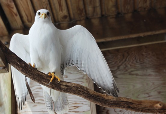 Green Chimneys Birds of Prey Day