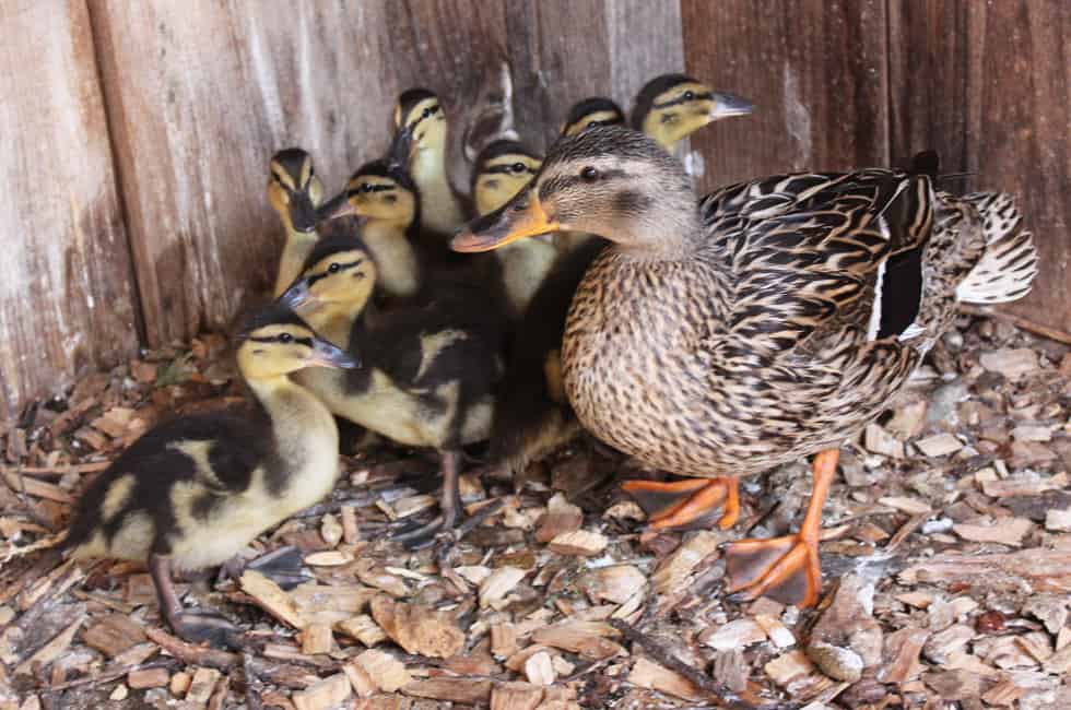 Green Chimneys Students Care for and Release Ducks Back to the Wild