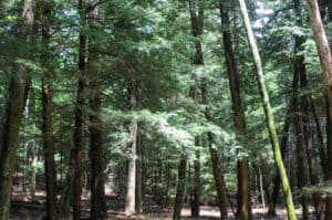 Citizen Scientists can help keep New York Forests healthy