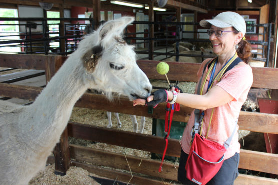 volunteer rewards llama during a training sessions