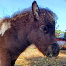 Profle image of Cricket, a miniature horse foal