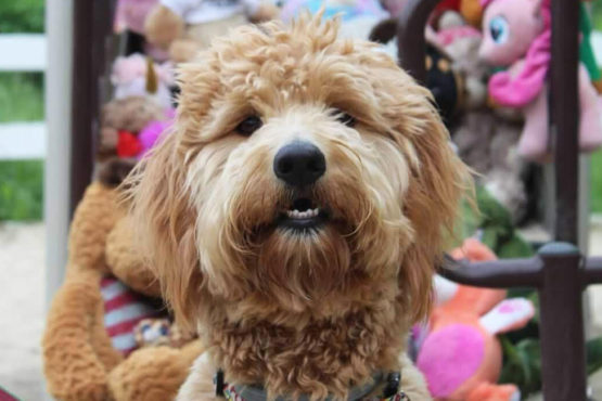 Image of a Goldendoodle dog that spends time with Green Chimneys School students