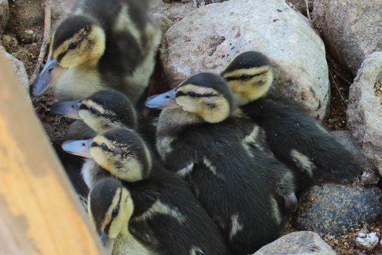 Image of the six Mallard ducklings huddled together.