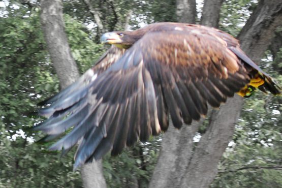 Image shows a juvenile bald eagle take flight and return to the wild.