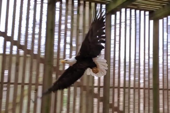 Injured Bald Eagle flies inside our flight cage with wings spread wide open.