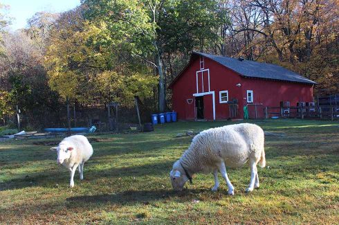 Images shows Popper Farm at Clearpool with two white sheep in the foreground and a red barn and trees in the background.