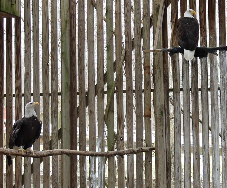 This images shows two Bald Eagles inside our flight cage. The one on the the lower branch is permanently injured and resides at Green Chimneys. The other is recovering from an injury and will hopefully be released back into the wild.