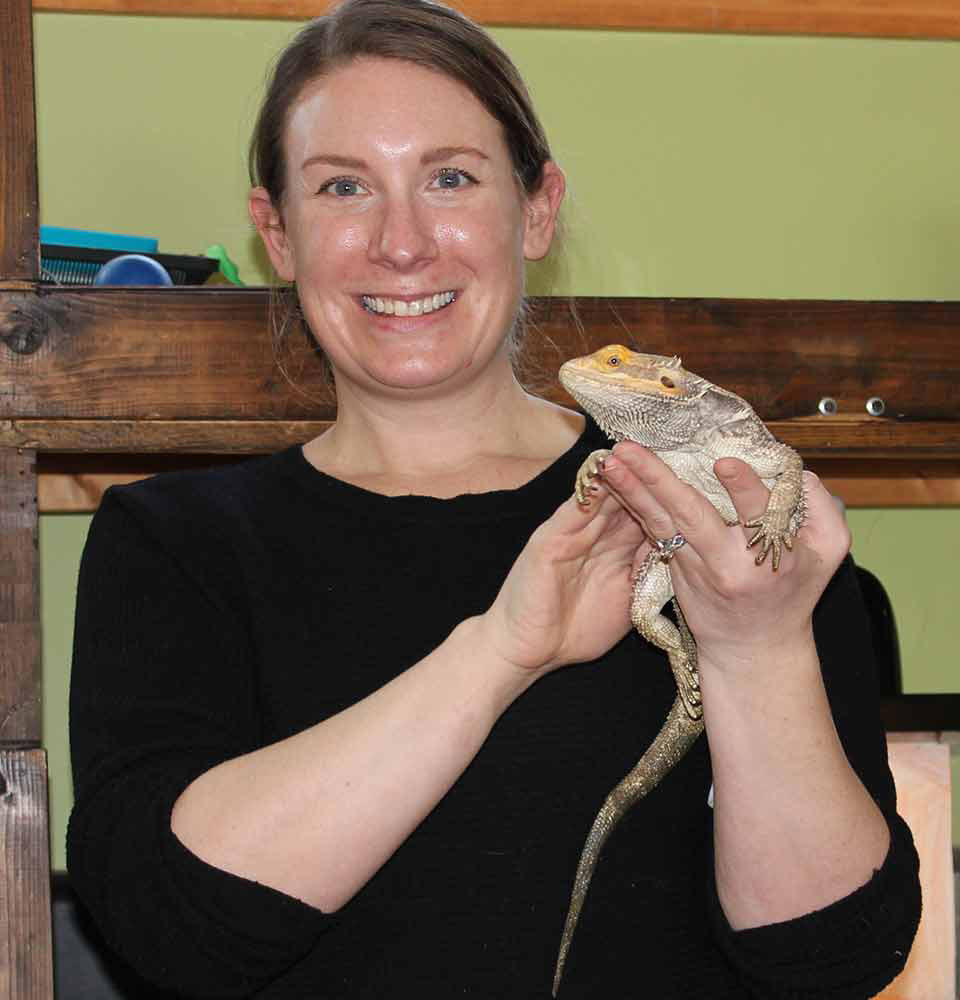 Bearded Dragon - Wildlife Images Rehabilitation and Education Center