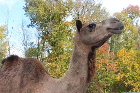 Image of our newest resident: a dromedary camel named Bunni in profile with fall foliage in the background.