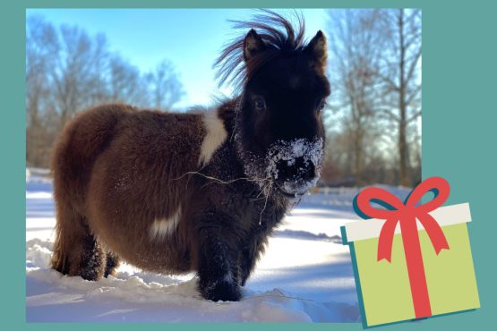 Image of a brown miniature horse in the snow with a holiday gift graphic in the lower right corner