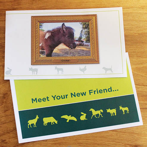 Images shows the inside of a card featuring miniature horse Cricket in profile eating hay. Below it is the exterior of a green card that states, "Meet Your New Friend..." and features silhouettes of animals.