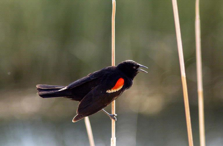 Red-winged Black Bird