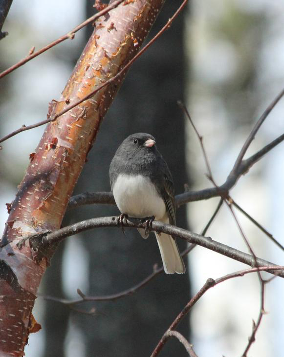 Dark Eyed Junco on a branch