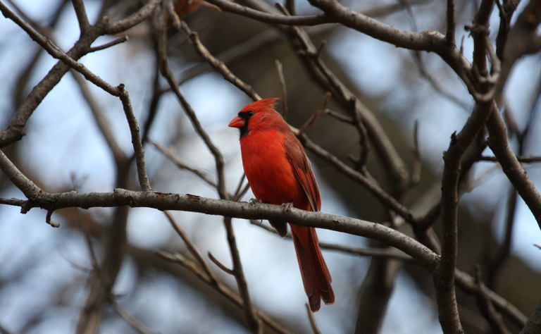 Northern Cardinal on a branch
