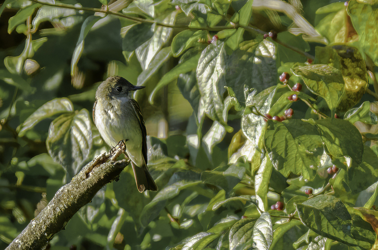 Eastern Phoebe in a tree