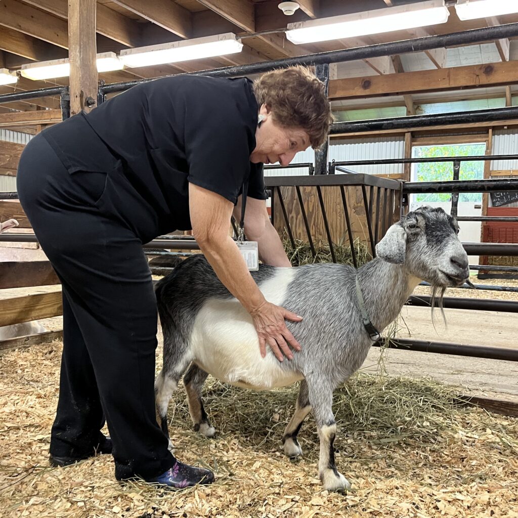 Volunteer pets a black and white goat named Rosemary