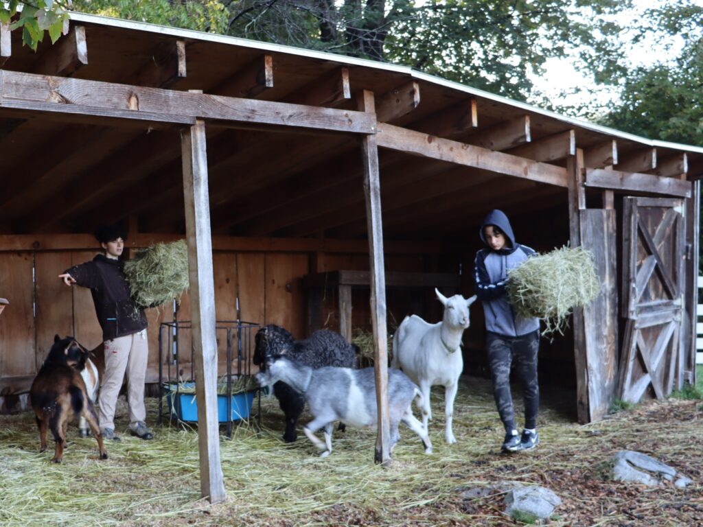 Goats wait to be fed their hay supplemented by nutrients and minerals for a balanced diet by a Green Chimneys student and farm staff.
