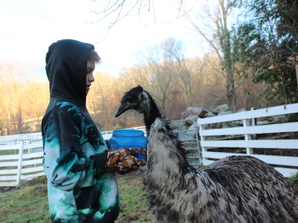 A student feeds an emu a healthy breakfast.