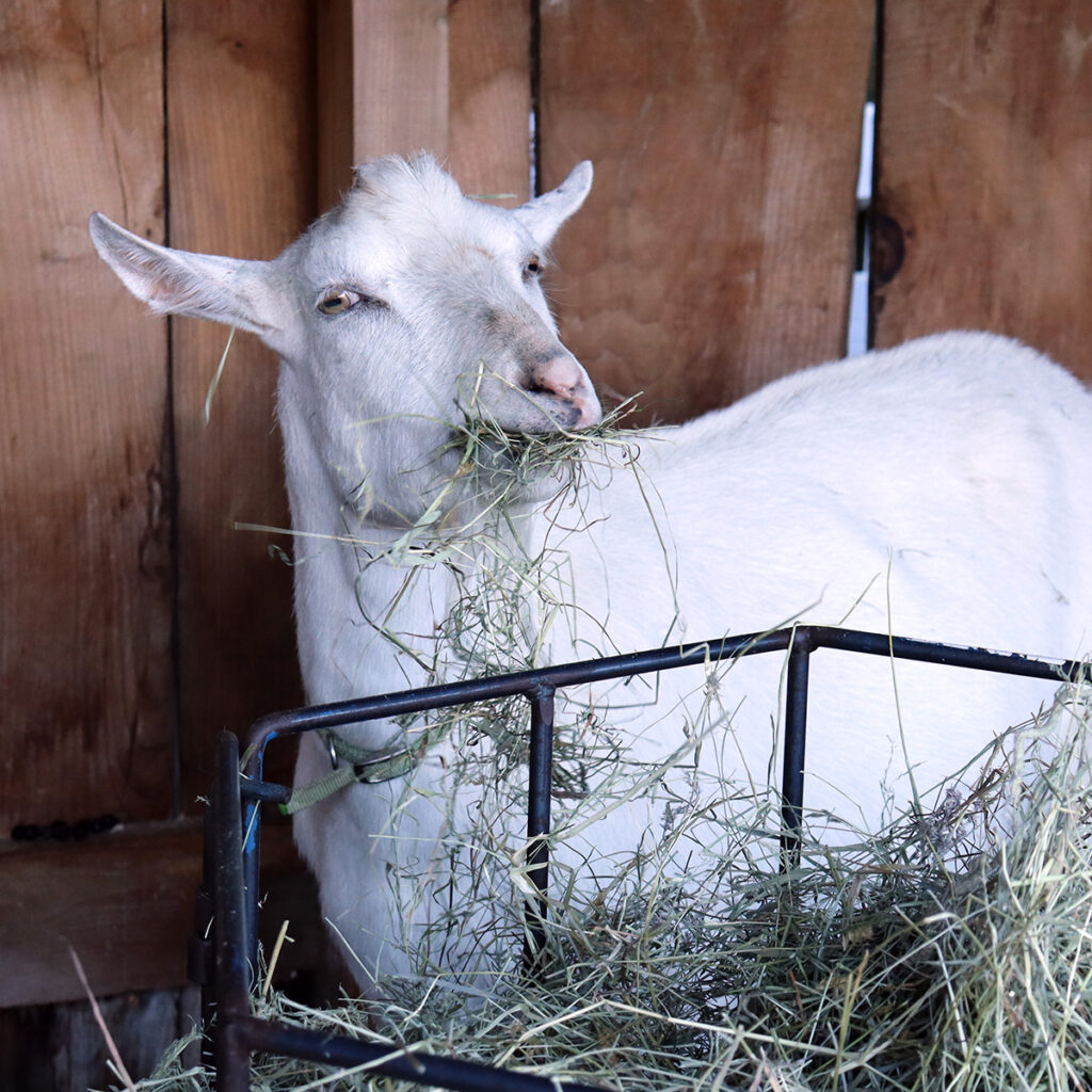 A white Saanen goat eating hay filled with nutrition out of a manger.