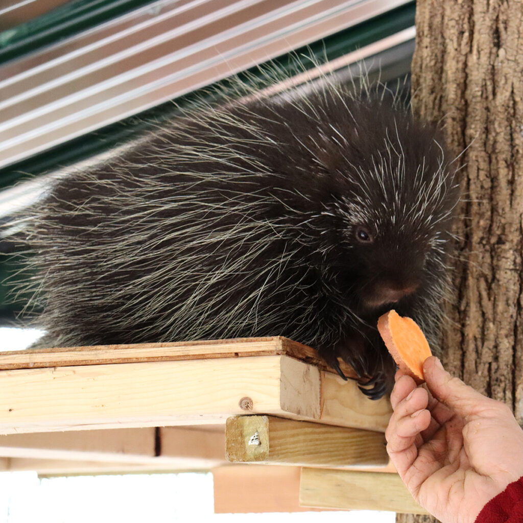 Porcupines is fed a healthy snack of a sliced sweet potato, just one of his nutrition sources.
