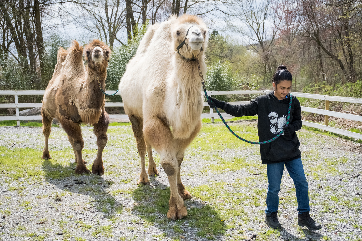 Jordan deals future camel