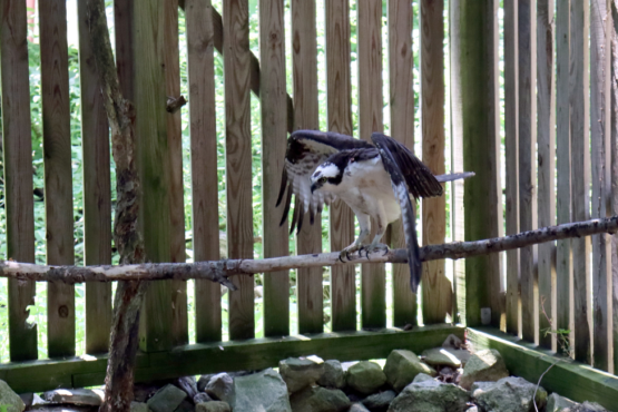 Osprey spreads its wings in a flight cage
