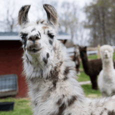 Lance the llama looks with interest and curiosity at the viewer. His long fur is white with black and brown spots. He stands in a pasture with alpacas in the distance.