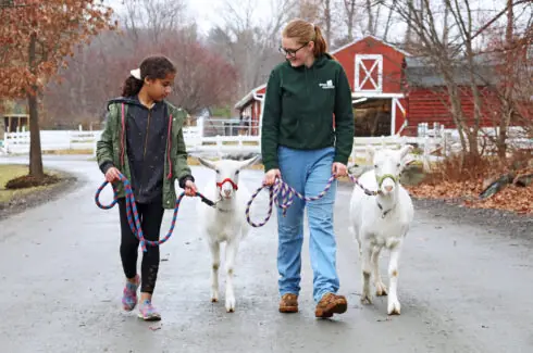 Two people are walking goats on a farm path, with a red barn in the background.