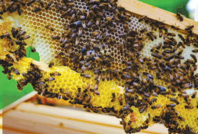 Carniolan bees are a gentle and highly regarded subspecies well suited for educational settings due to their docile nature, reduced swarming tendency, and ability to adapt to cooler climates.