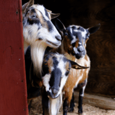 Three Nigerian Dwarf goats crowd together and look out curiously from behind a barn door. One is mostly white with tan and black spots. One is dark brown with white and black patches. The last is mostly tan with black patches and some small white patches.