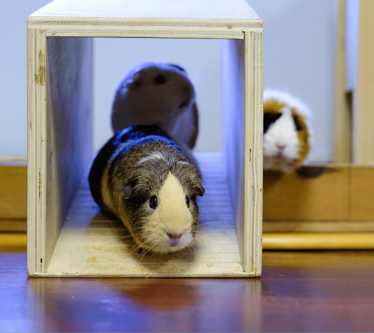 An example of small animal choice: Guinea pigs cross a ramp from their habitat directly onto the table where students can observe and engage with them, and return to their tank when they like.