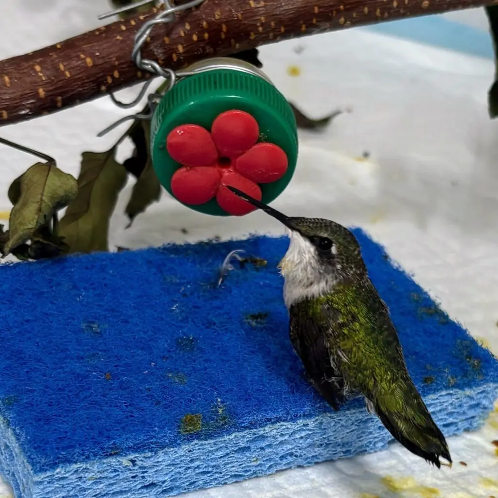 A small red-throated hummingbird sits on a blue sponge in it's rehabilitation cage. It sips at sugar water through a red plastic flower hummingbird feeder with its long black beak. The feathers on it's back are an iridescent green. 
