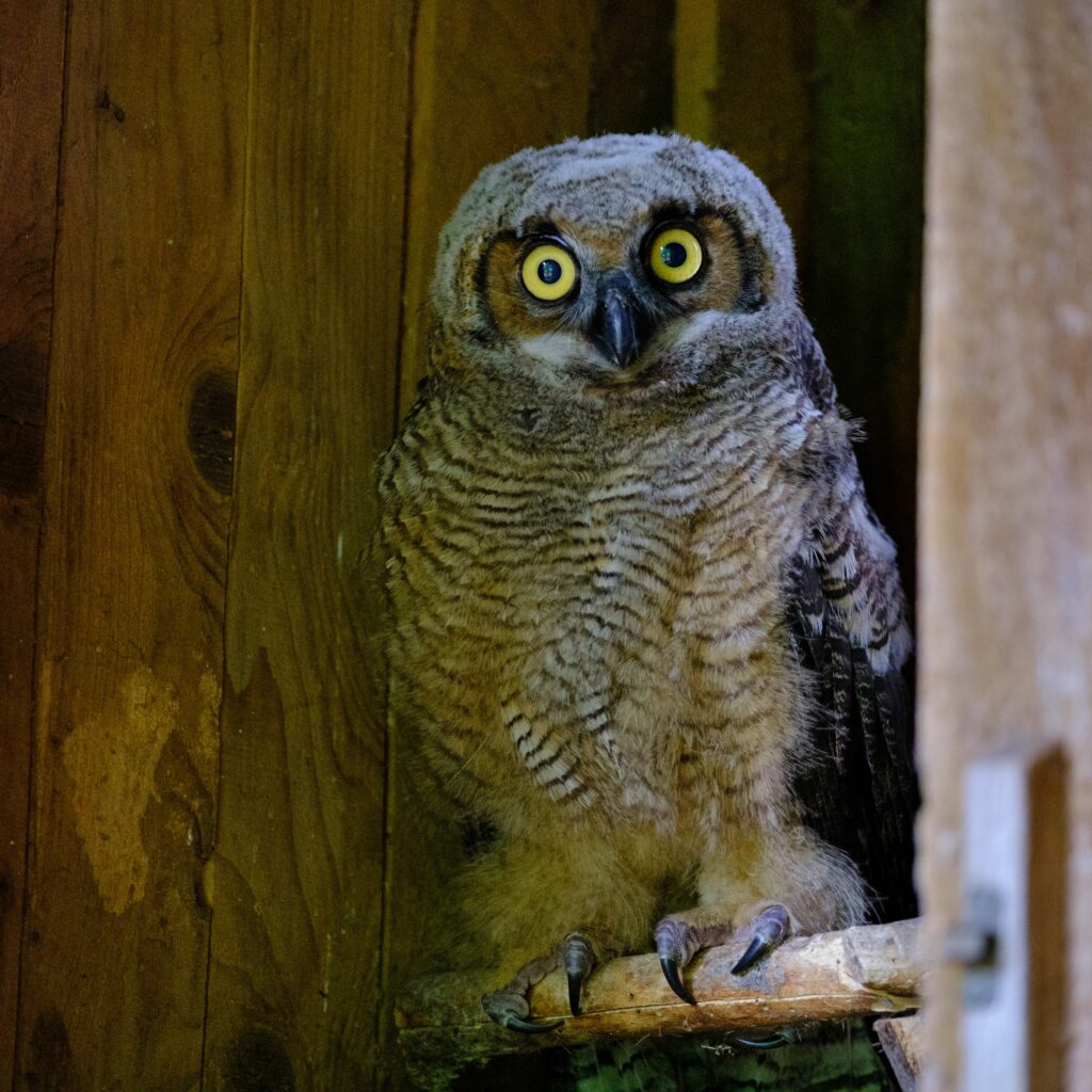 A gray fuzzy Great Horned Owl owlet stares with bright yellow eyes. It's small talons clutch a roosting post in its rehabilitation cage.