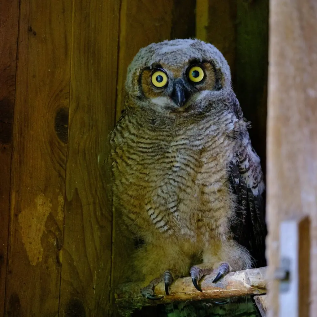 A gray fuzzy Great Horned Owl owlet stares with bright yellow eyes. It's small talons clutch a roosting post in its rehabilitation cage.
