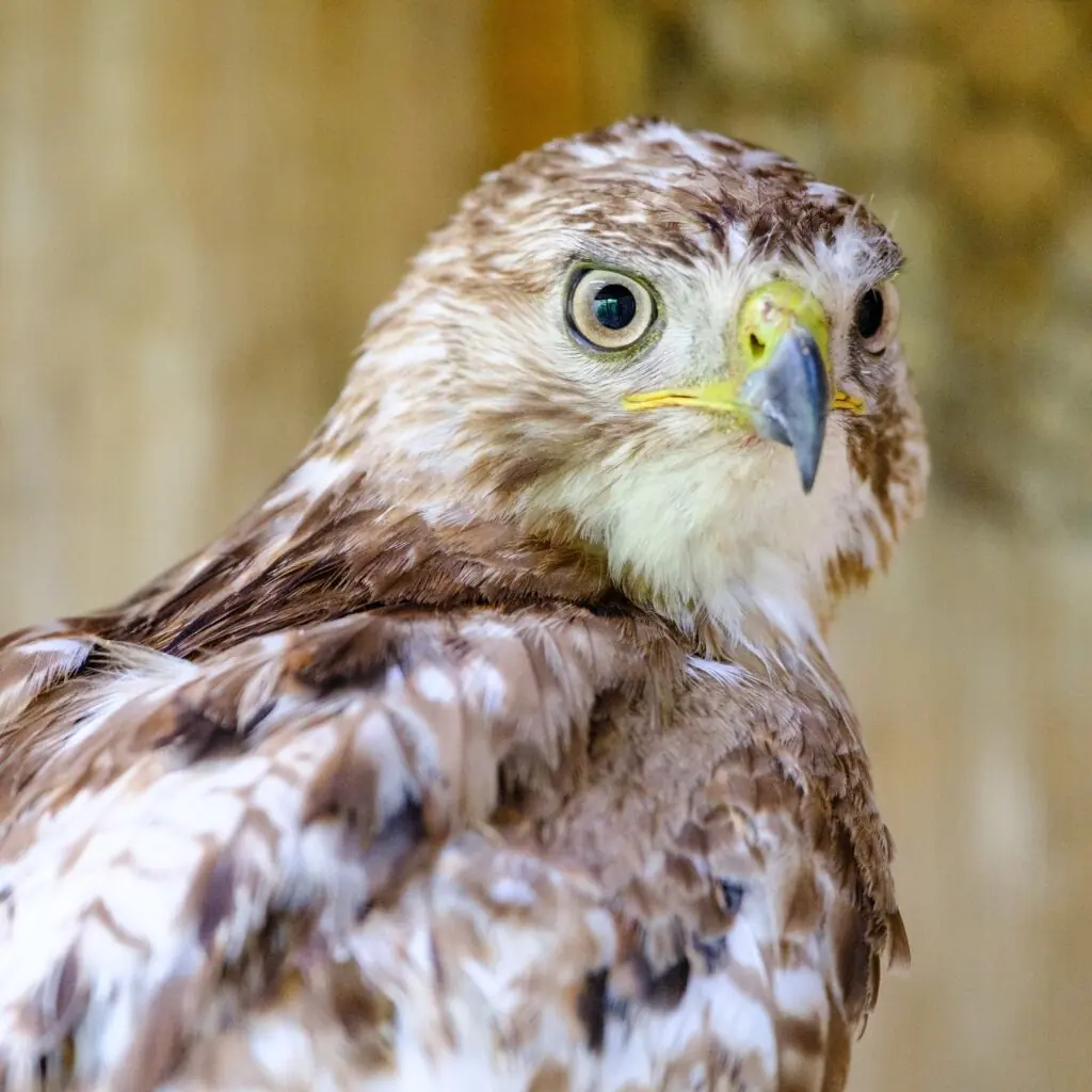 A young wild Red-tailed hawk rehabilitated by looks over its shoulder at the camera. Its feathers are a mix of white and brown and it's eyes are a light tan.