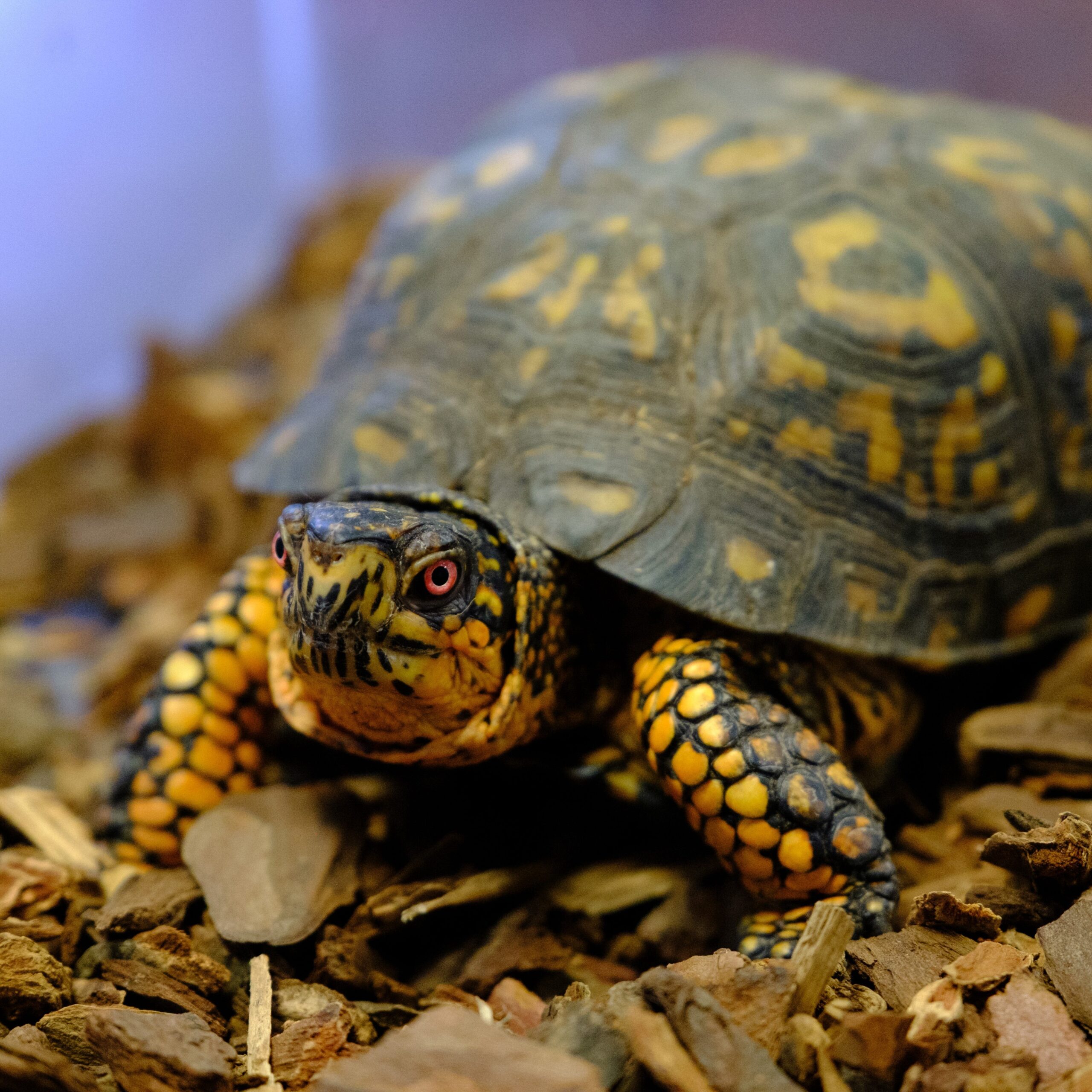 A yellow and black box turtle walks across woodchips. It's red eyes staring forward to its destination in its rehabilitation tank.
