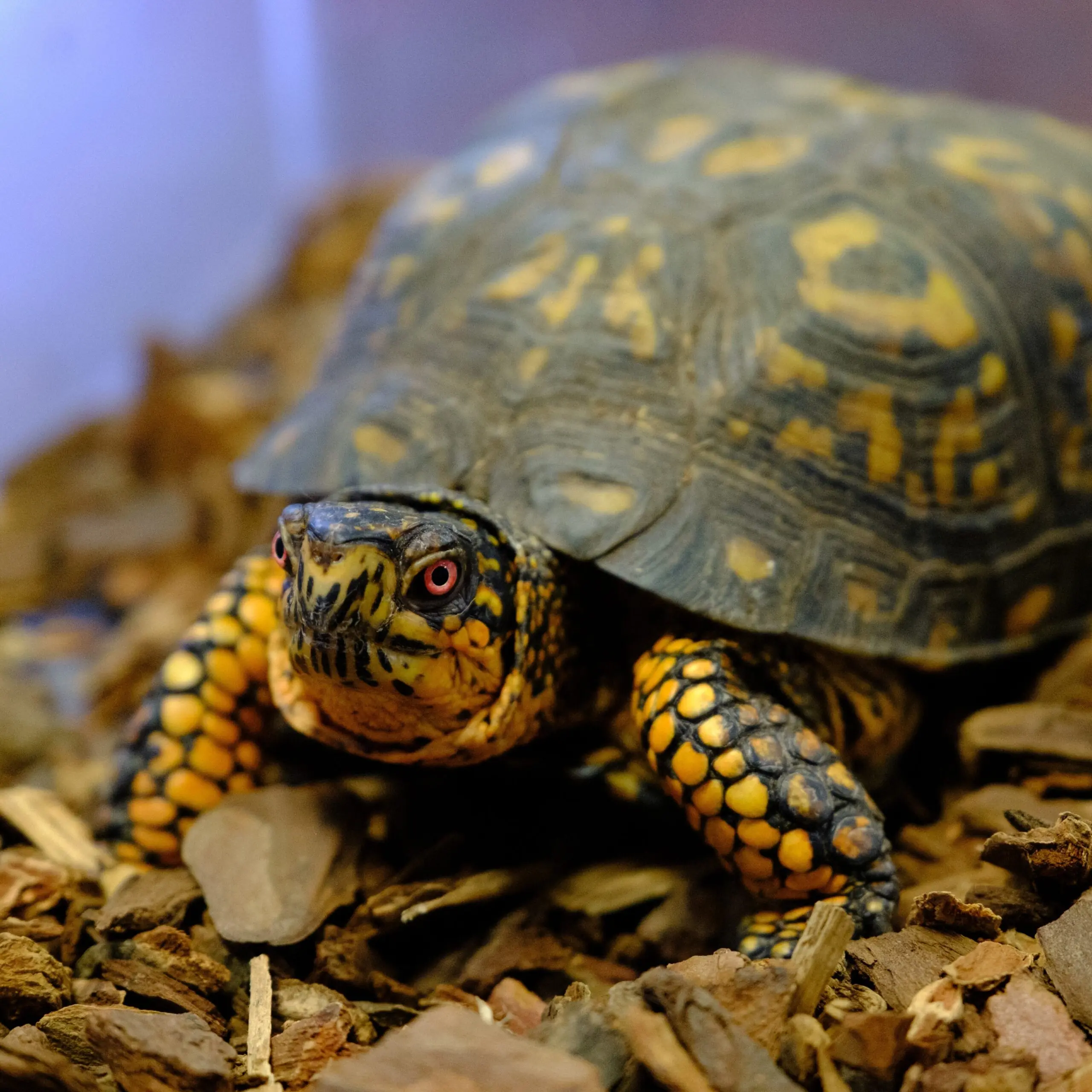 A yellow and black box turtle walks across woodchips. It's red eyes staring forward to its destination in its rehabilitation tank.