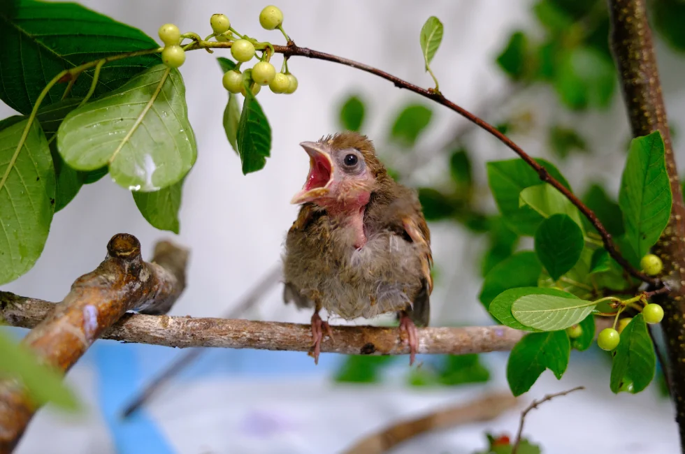 A young wild songbird rehabilitated by  Green Chimneys calls for food with it's mouth wide open. It sits on a branch in  an enclosure getting it ready to release back into the wild.